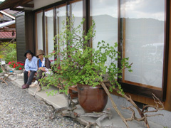 古木を活用した生け花