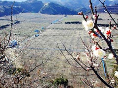 岩代大梅林の写真