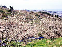 南部梅林の写真