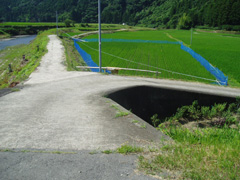 アイガモの作業田