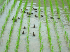 アイガモお仕事中