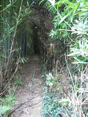 愛徳山王子への竹薮