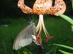 オニユリとクロアゲハ