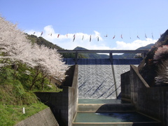島ノ瀬ダムと桜