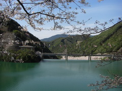 ダム湖と桜