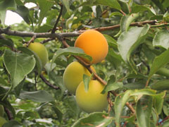 黄色く色づいた梅の写真