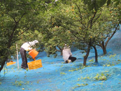 梅の収穫の写真