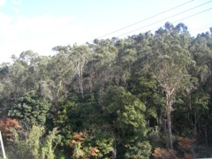 ユーカリの山林