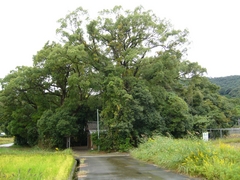 田中神社の社叢