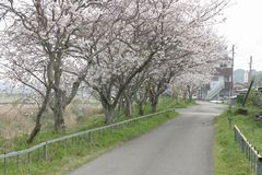 岩崎波切不動尊に続く桜並木
