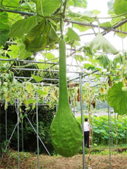 巨大なひょうたん