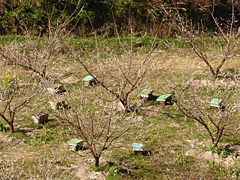 梅の木の下のミツバチの巣箱