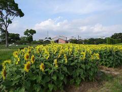 西向いたひまわり