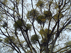 法輪寺のヤドリギ