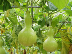 ひょうたんの鈴なり