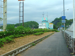 クチナシの花街道