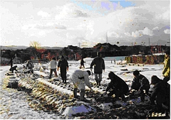 大雪の日に植えた花が・・・