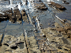 付近の海岸には、直線状の泥岩の岩脈が多数見られる