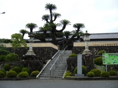 善光寺ソテツと本堂