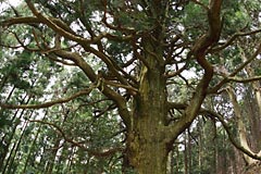 捻木の杉