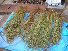 モロヘイヤ干し