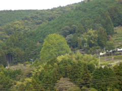 311号から見る福定の大銀杏