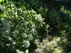 福定のあじさい１