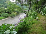 川辺の道とアジサイ
