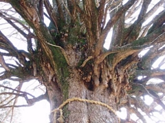 宝泉寺の大銀杏