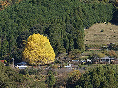 左の写真のアップ画像