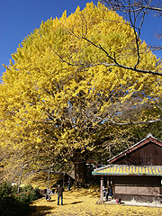 福定の大銀杏