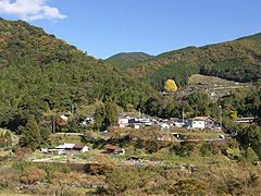 黄色く色づいた福定の大銀杏
