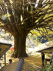 福定の大銀杏