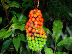 コウライナンテンソウ