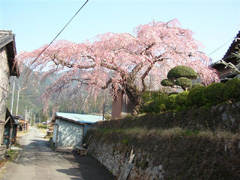 野長瀬邸の桜