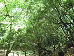 狼乢山の照葉樹林帯