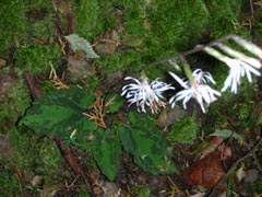 テンショウソウ