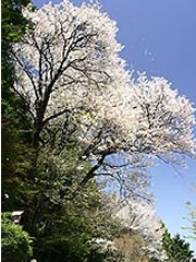 秀衝桜