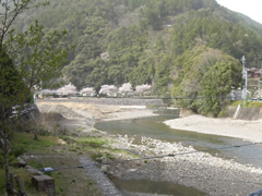 つり橋から見える桜