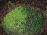 苔むした岩