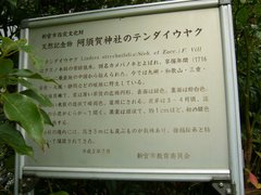 天台烏薬説明板