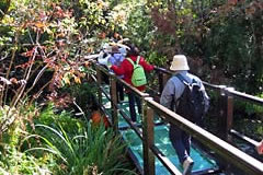 浮島の森の写真