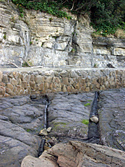 権現崎の歩道の上まで貫く泥岩岩脈