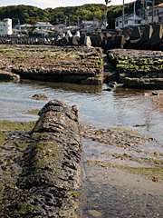 御船足湯近くの泥岩岩脈