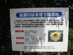 ハマボウ説明板