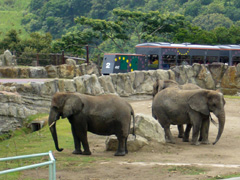 アドベンチャーワールド