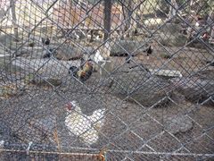 いそぎ公園の鶏たち