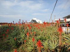 アロエの花畑２