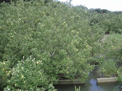 ハマボウの群生