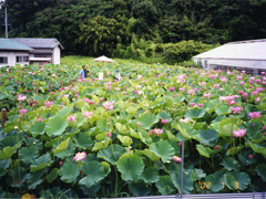 花盛りの富遊ハス園 